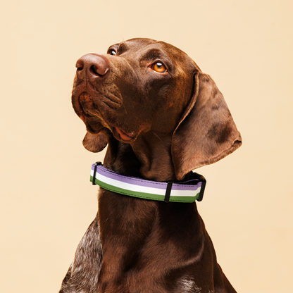 Genderqueer Pride Flag Pet collar