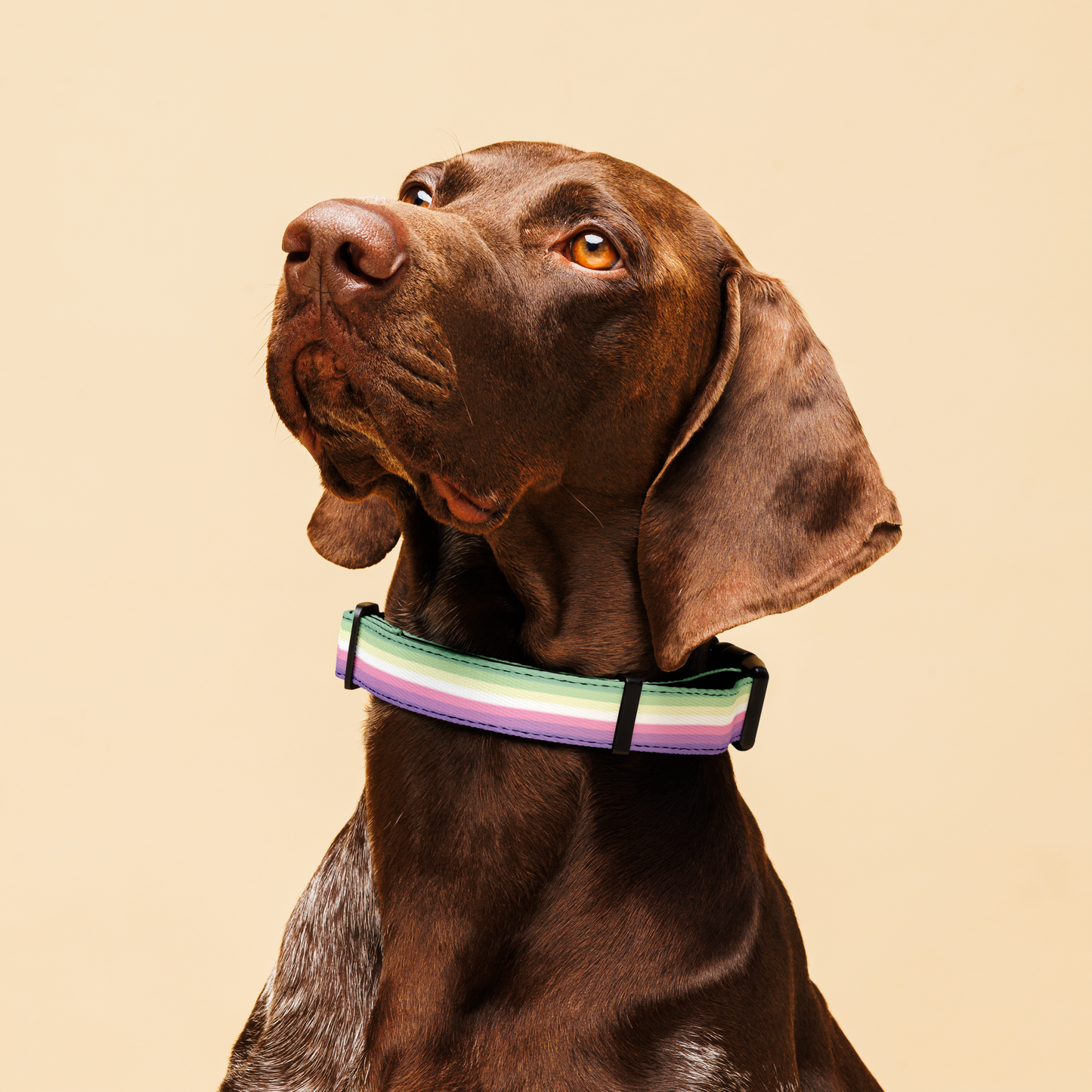 Genderfae Pride Flag Pet collar