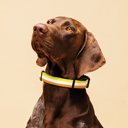 Maverique Pride Flag Pet collar