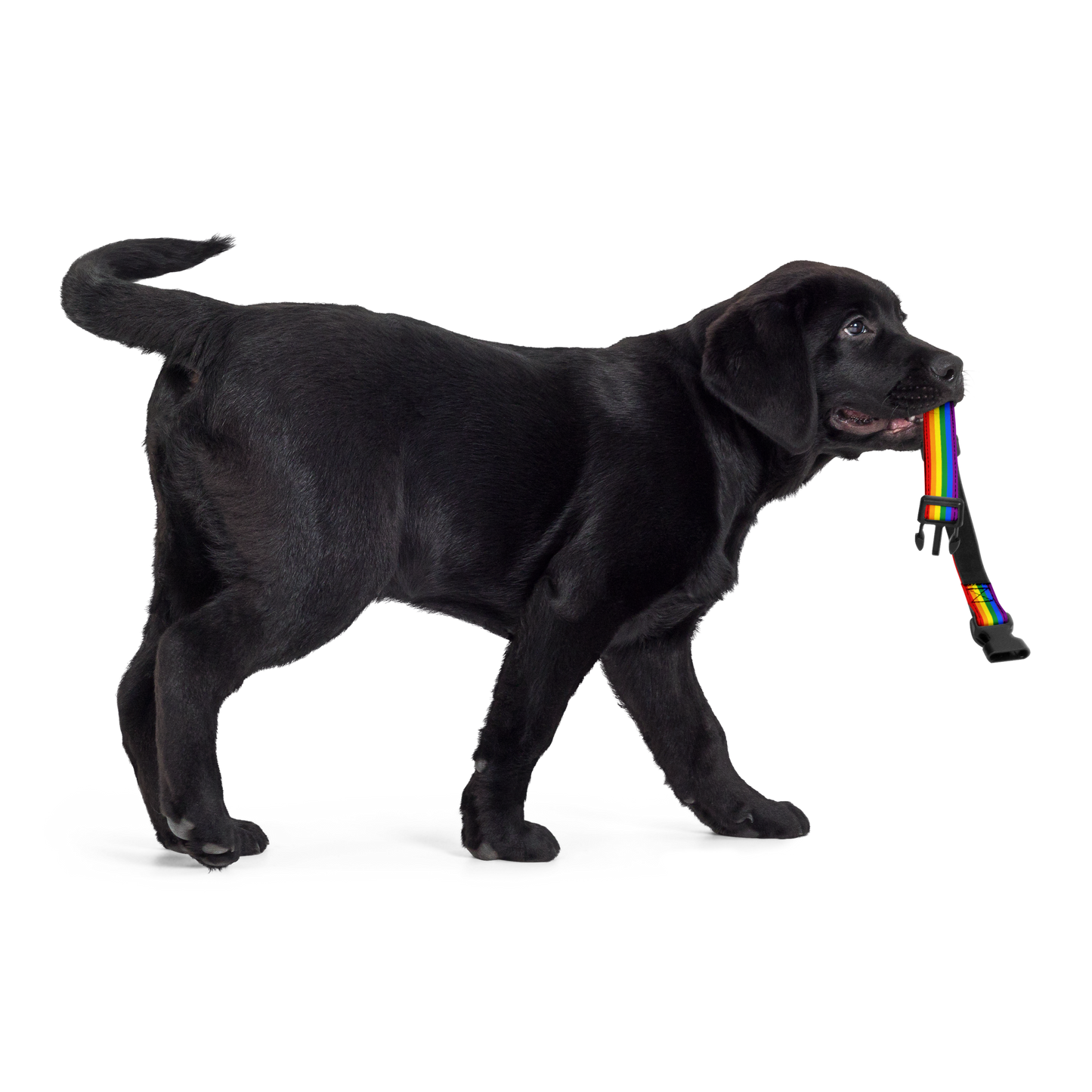 Rainbow Pride Flag Pet collar