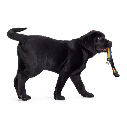 Rainbow Pride Flag Pet collar