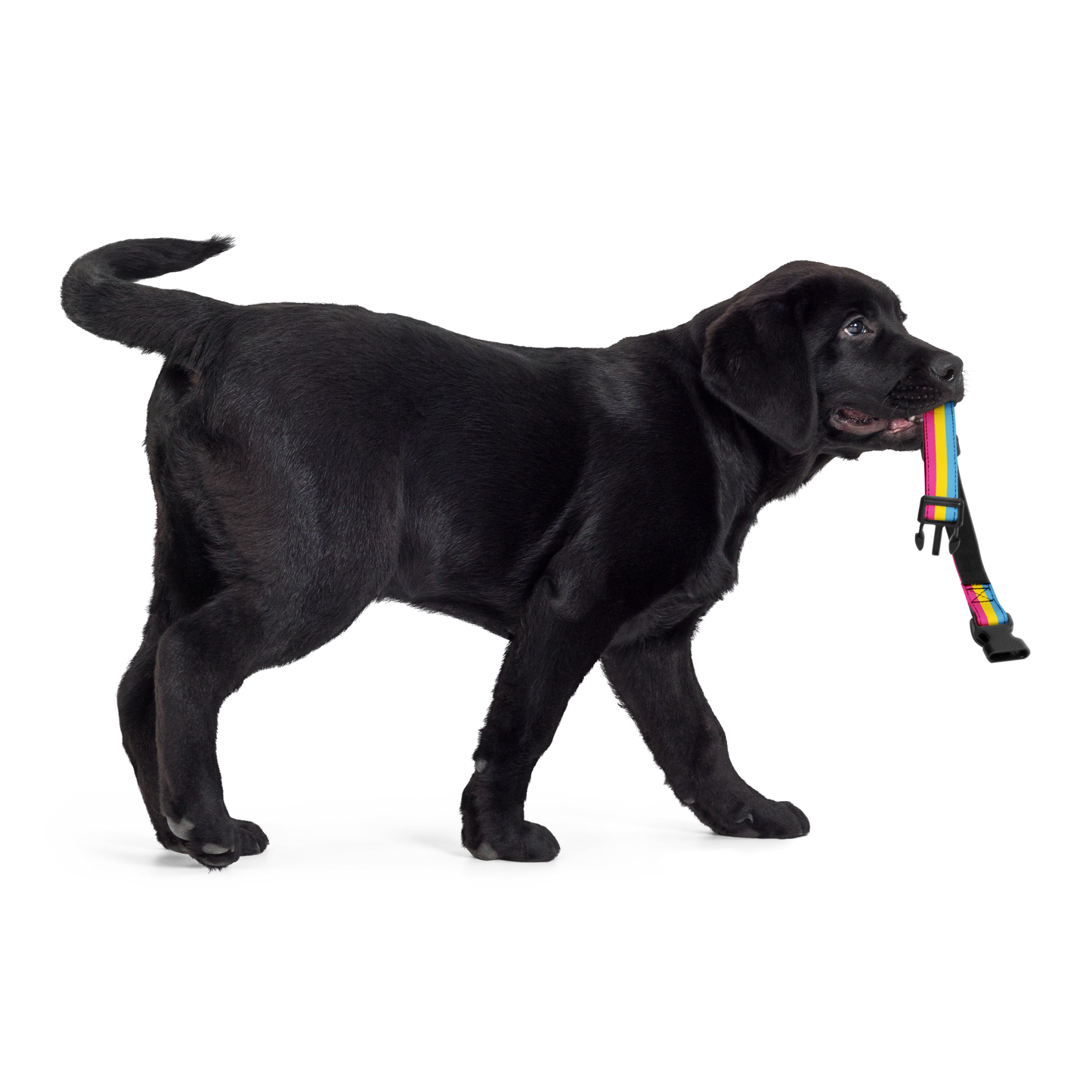 Pan Pride Flag Pet collar