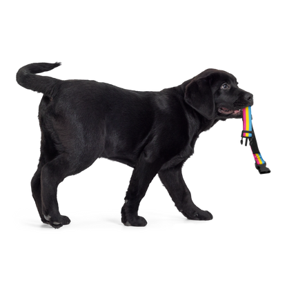 Pan Pride Flag Pet collar