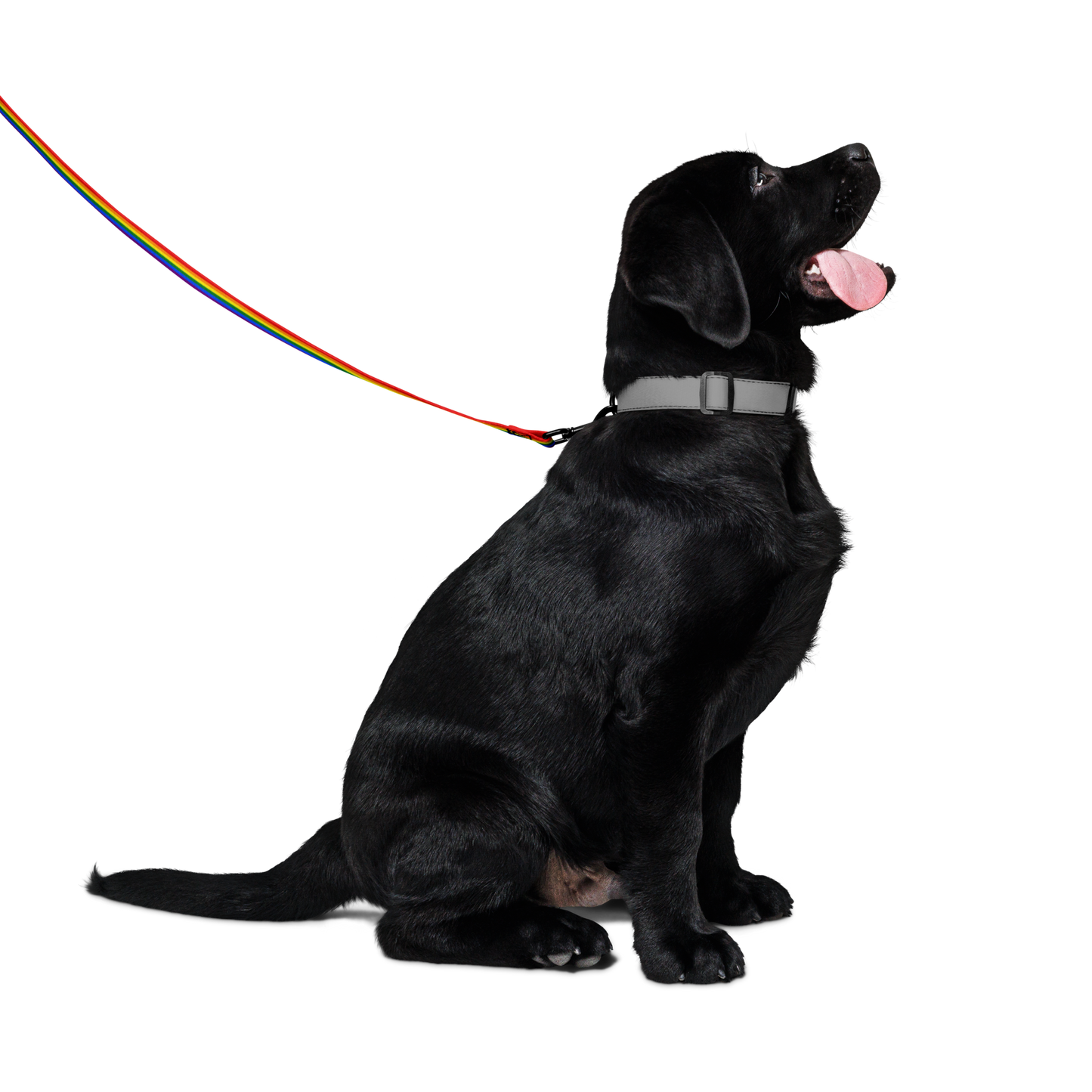 Rainbow Pride Flag Pet leash