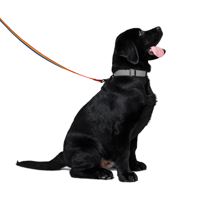 Rainbow Pride Flag Pet leash