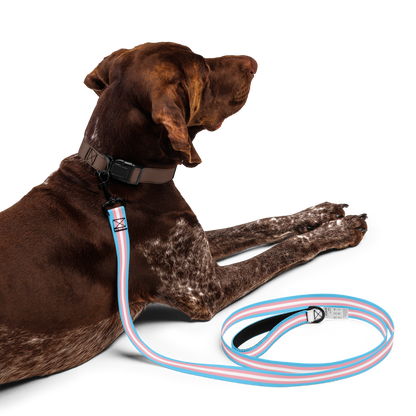 Trans Pride Flag Pet leash