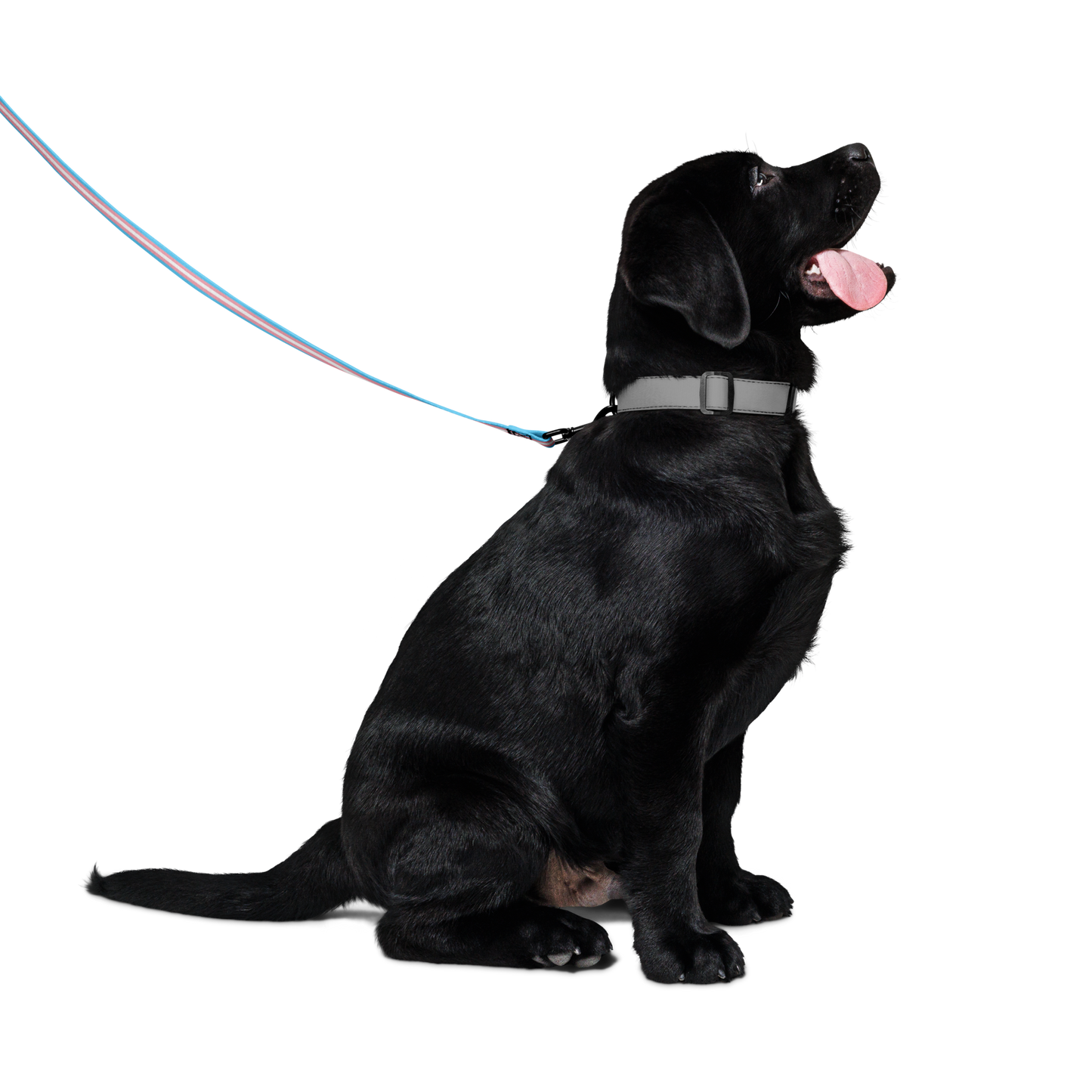 Trans Pride Flag Pet leash