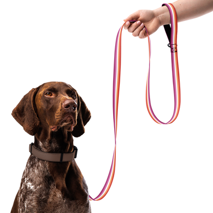 Lesbian Pride Flag Pet leash