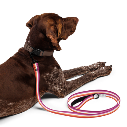 Lesbian Pride Flag Pet leash