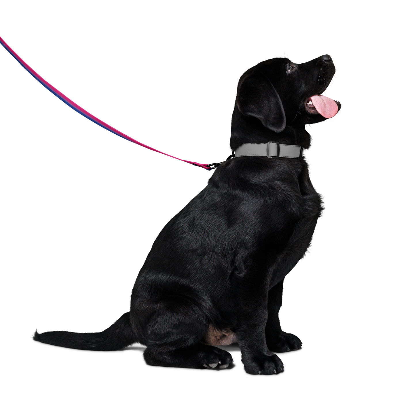 Bi Pride Flag Pet leash