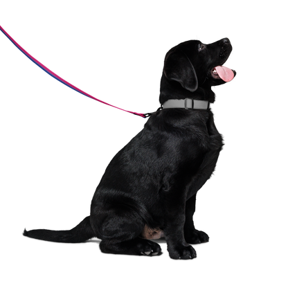 Bi Pride Flag Pet leash