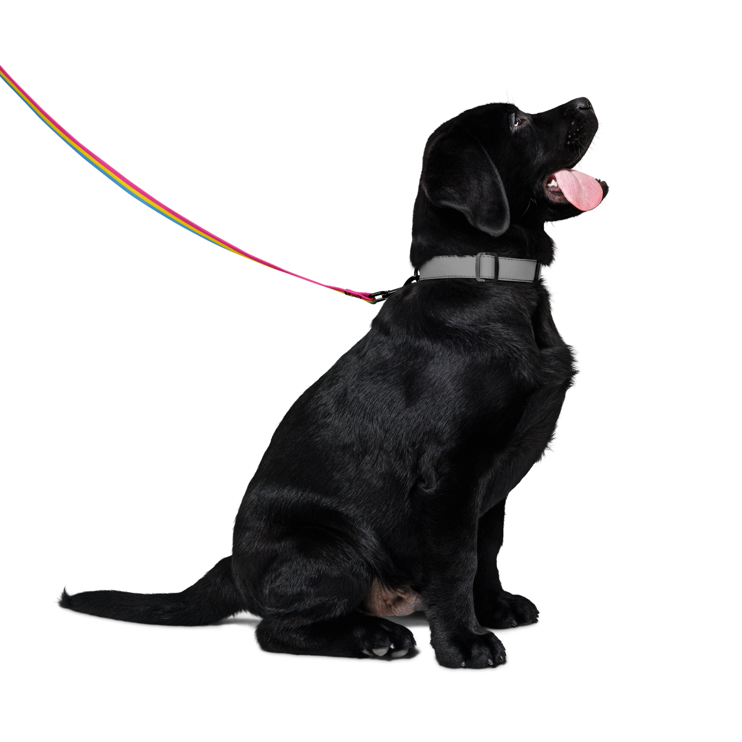 Pan Pride Flag Pet leash