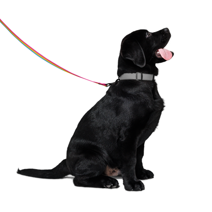 Pan Pride Flag Pet leash