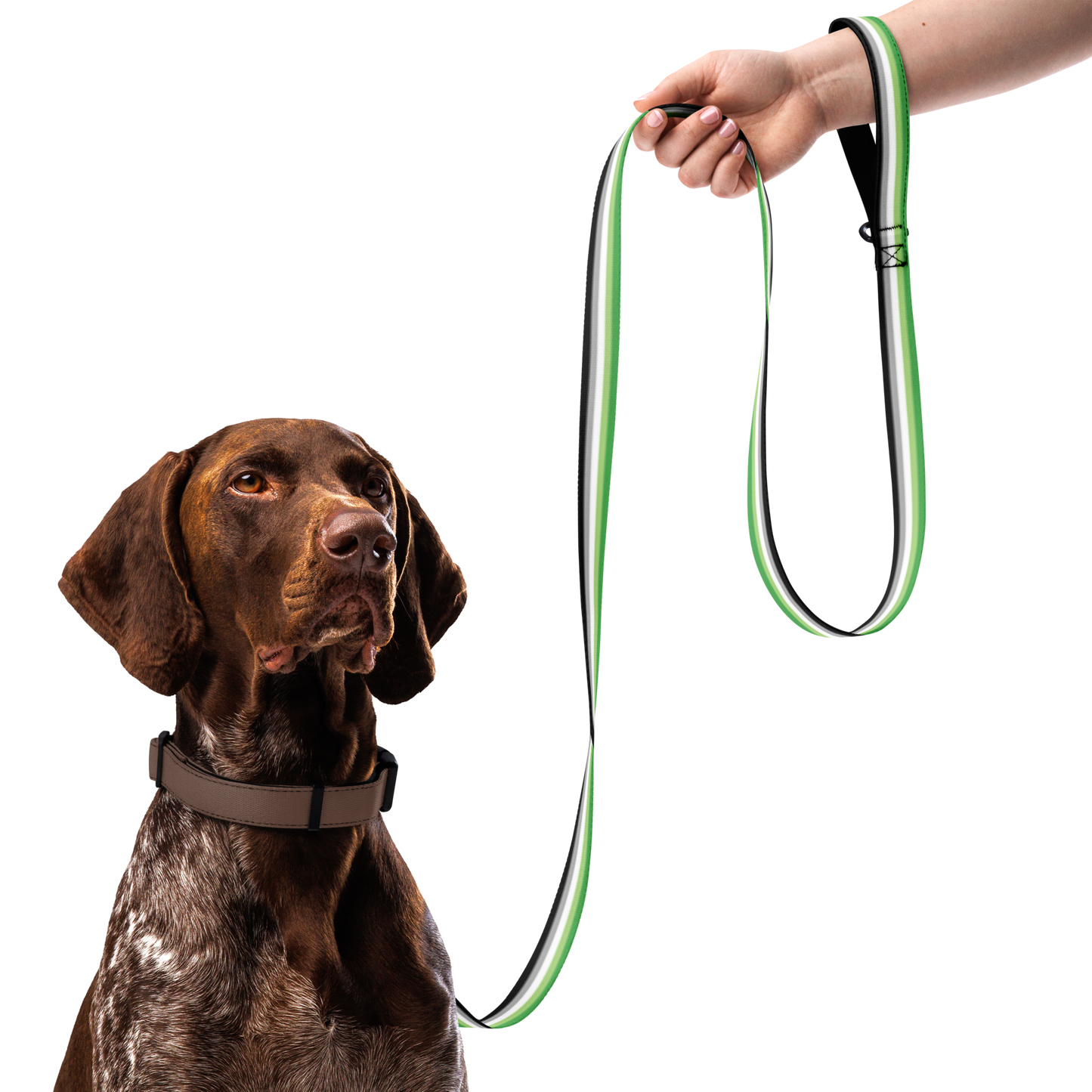 Aro Pride Flag Pet leash